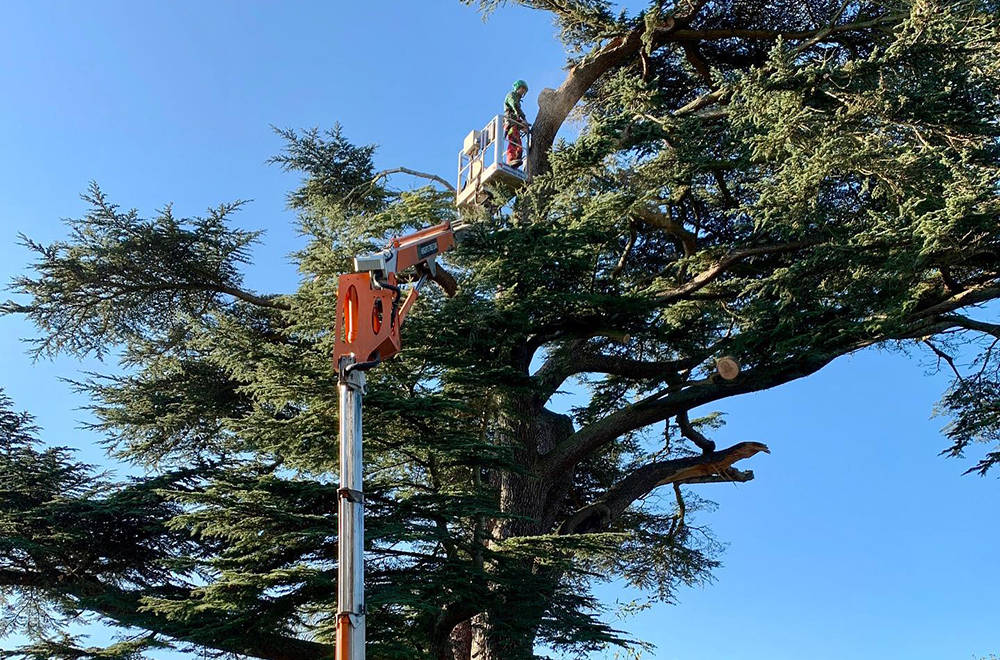 A tree undergoing crown treatment by one of our tree care specialists