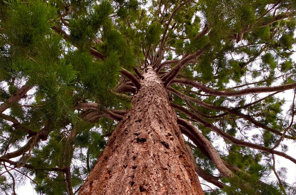 Looking up through a tree that has had its crown cleared by our specialist tree care team