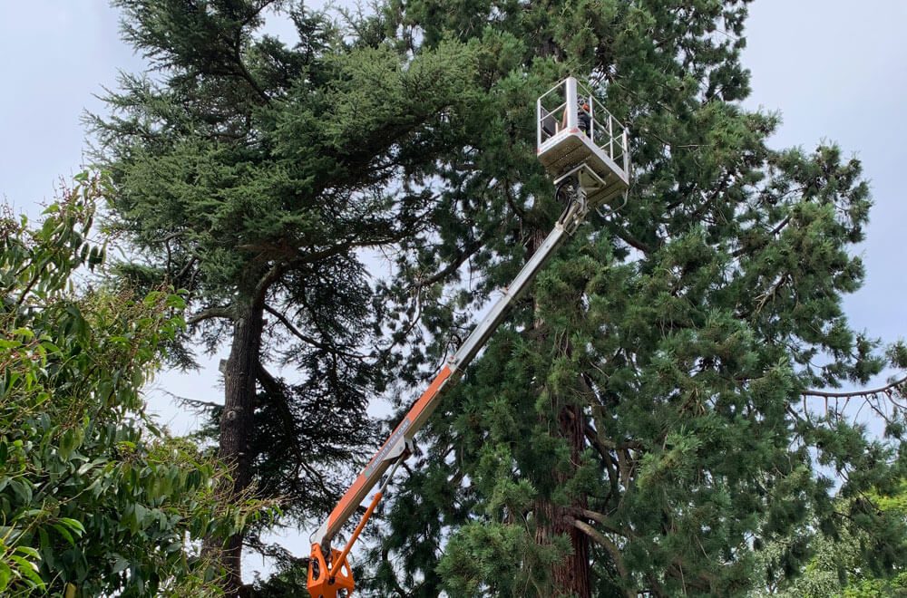 Our tree care specialists deadwooding a large tree