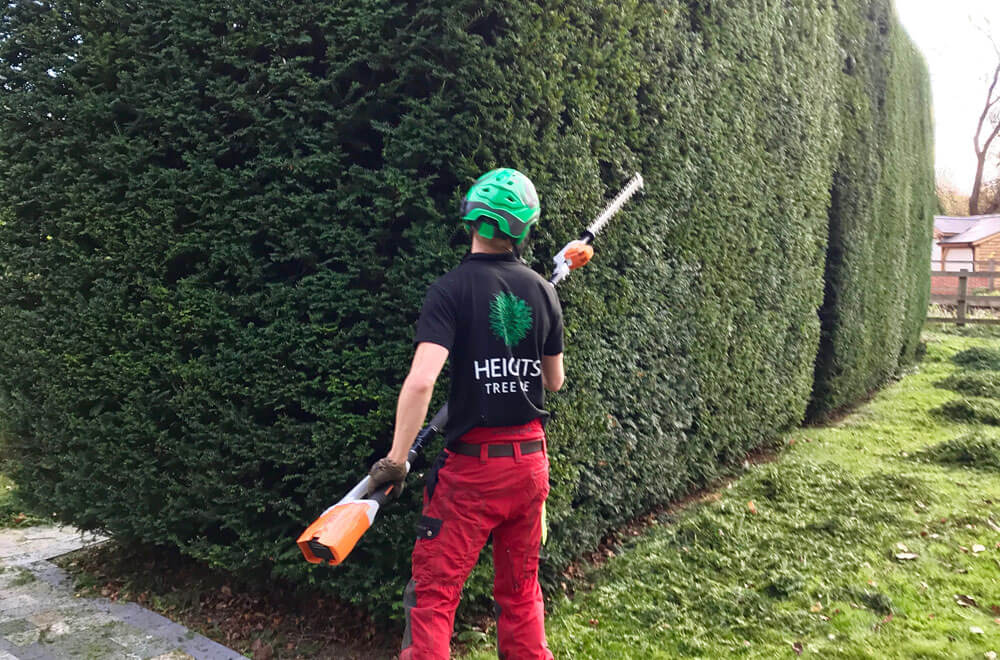Our hedge care specialists trimming a hedge