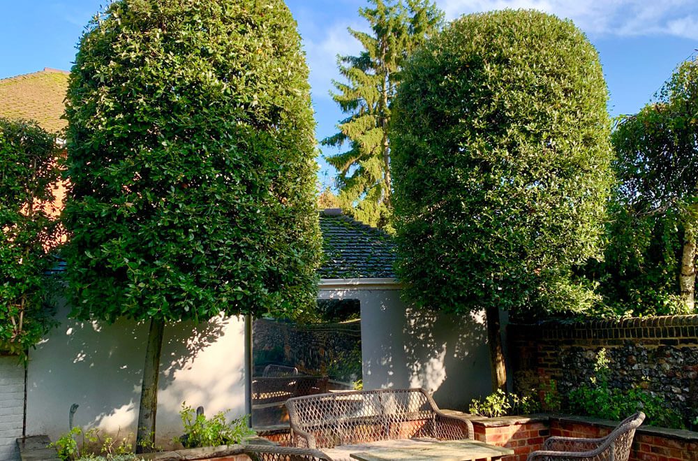 Two beautifully sculpted trees after using our topiary service