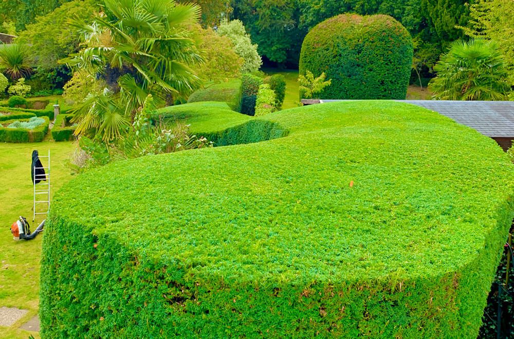 A beautifully sculpted hedge following our topiary service