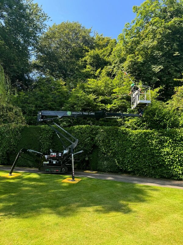 tree-surgeon-hedge care 1