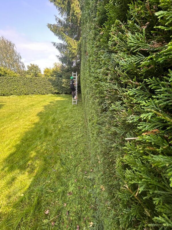tree-surgeon-hedges shaped by a ruler 2