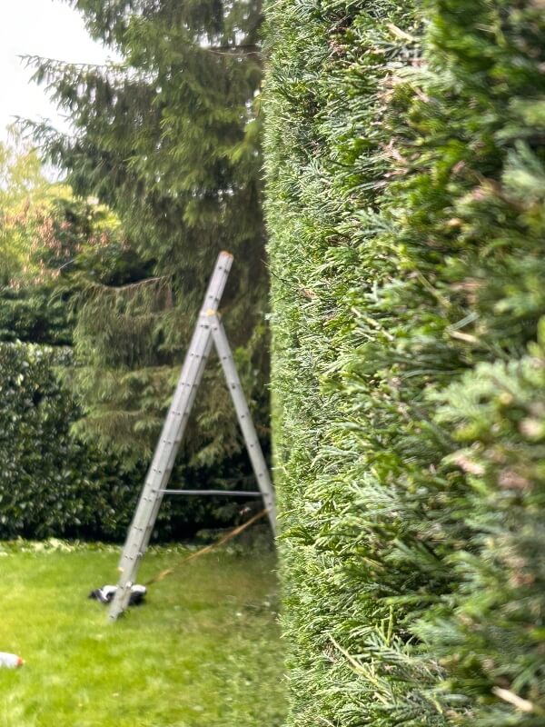 tree-surgeon-hedges shaped by a ruler 3