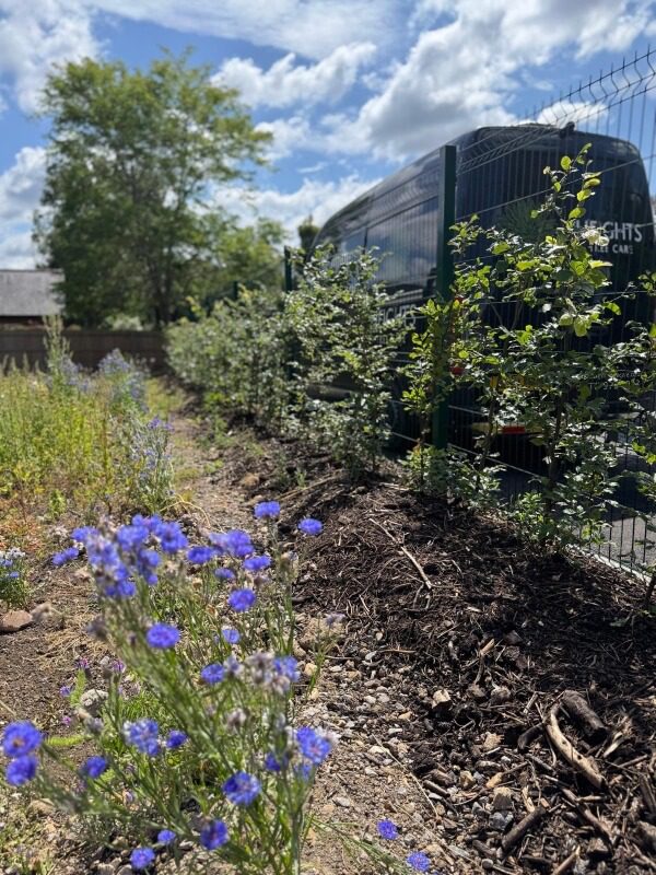 tree-surgeon-planting 1