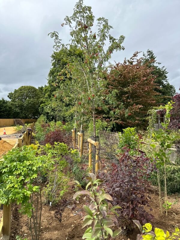 tree-surgeon-planting 2