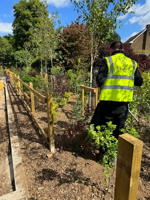 tree-surgeon-planting 3