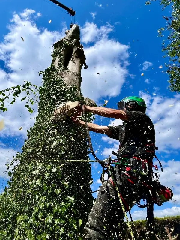 tree surgeon removing dangerous tree