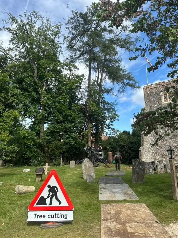 tree-surgeon-tree care